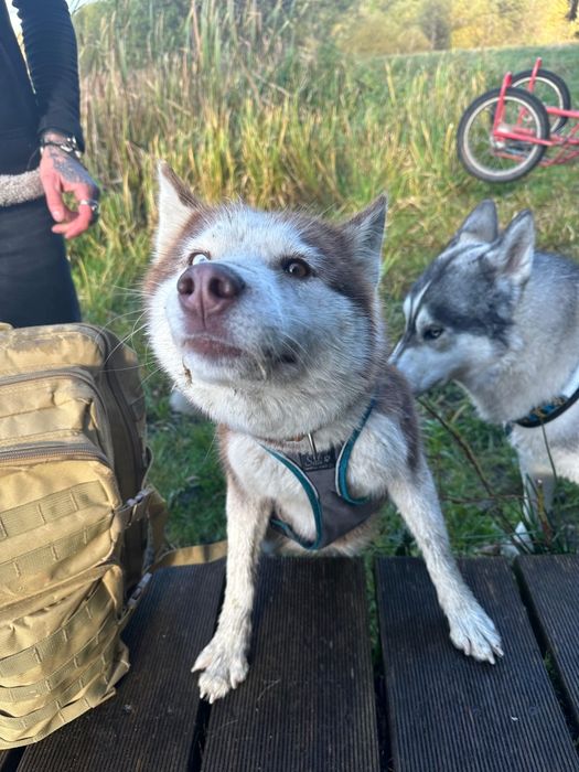 Carmel. Przepiękna ruda suka