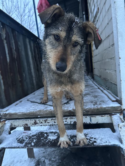 Безкоштовно в гарну родину