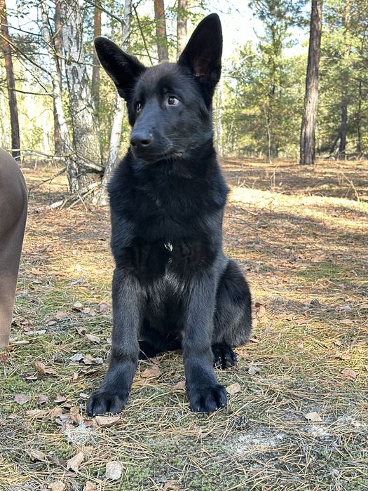 Німецька вівчарка