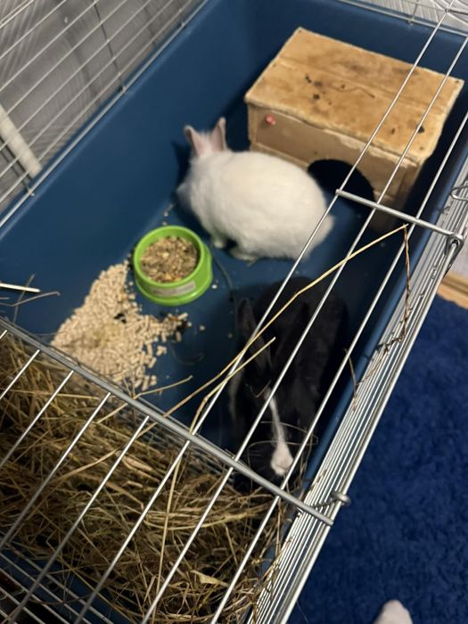 Декоративні кролики