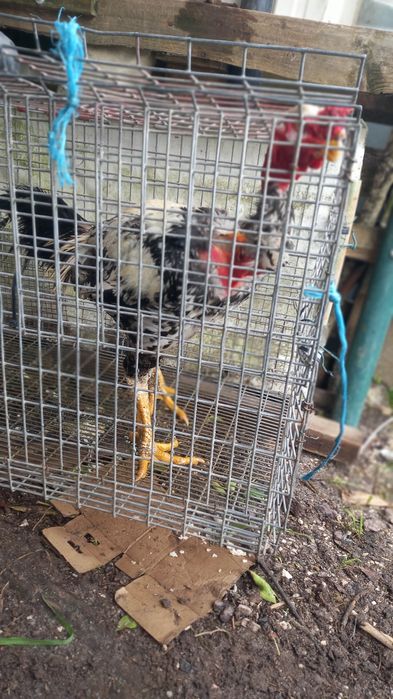 Frangos polacos e indio gigante