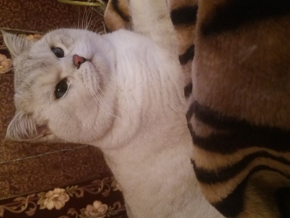 вязка.кот британец шиншилла