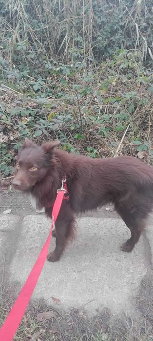 Молодой пёсик в хорошие руки