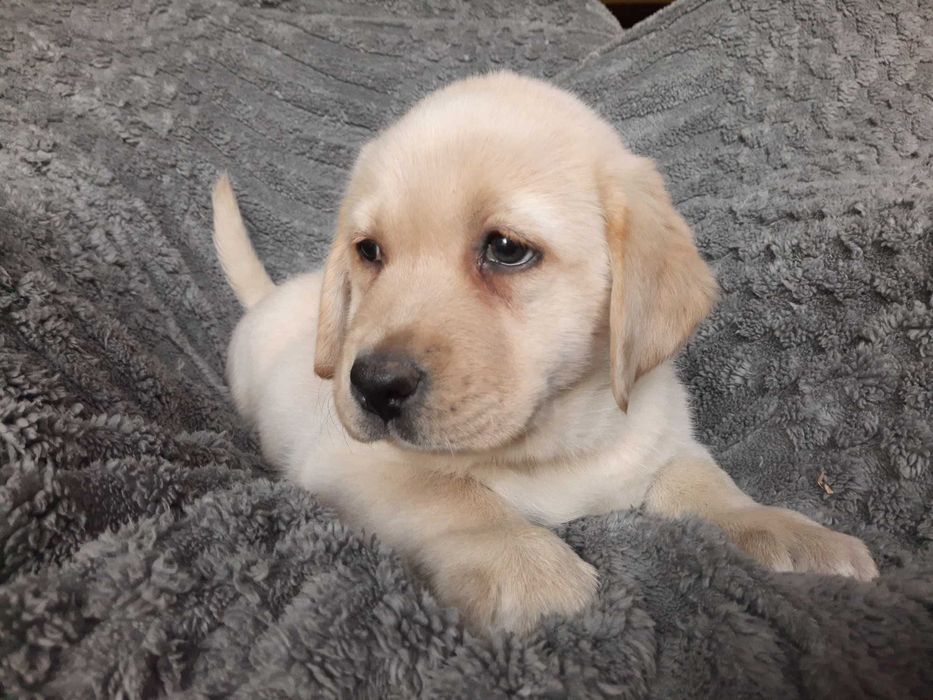 Labrador retriever, labradory żółty piesek ZKw P FCI