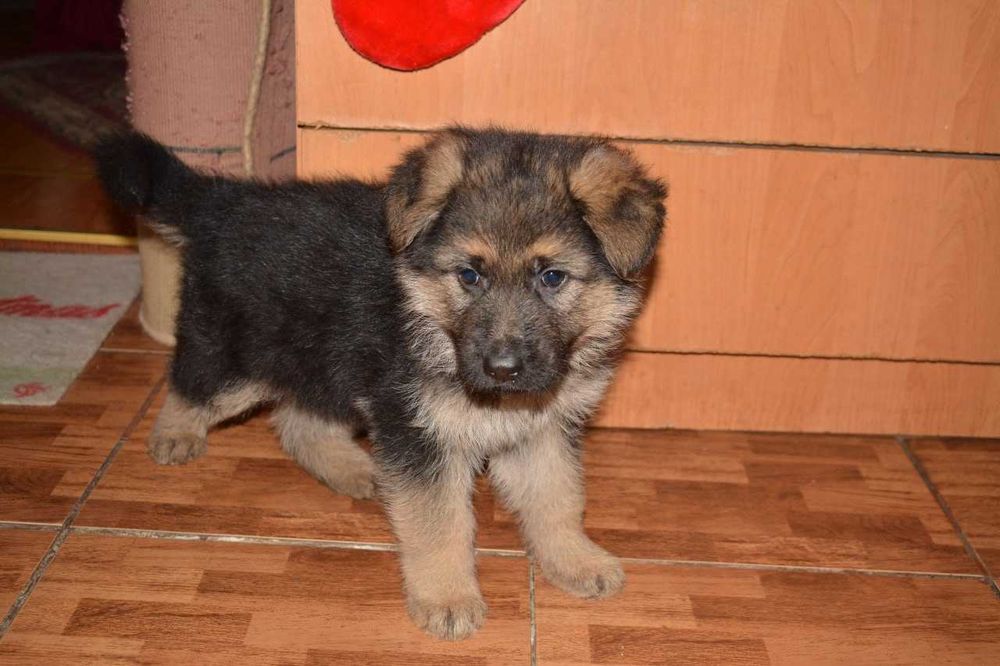 Продаються цуценята німецької вівчарки
