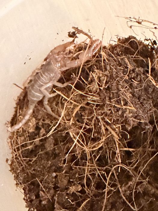 Javanometrus cyaneus – młode z własnego rozrodu