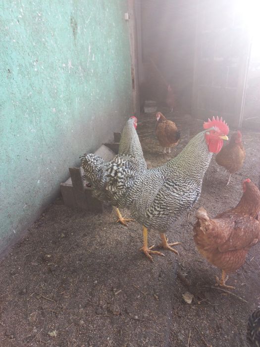 Młode koguty amarock