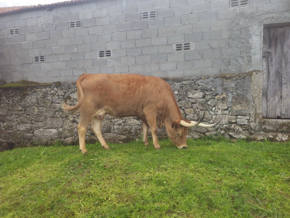 Lote Bovinos/Vacas Raça Barrosã