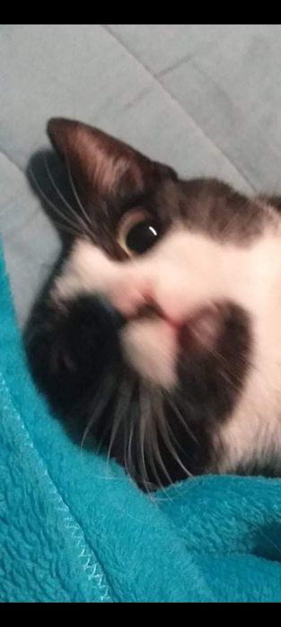 Kot Marian do adopcji