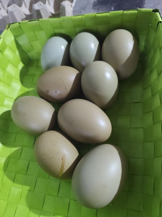 Ovos férteis Oliverejer