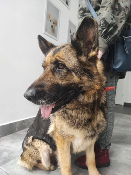 Tycia sunia owczarka szuka domu