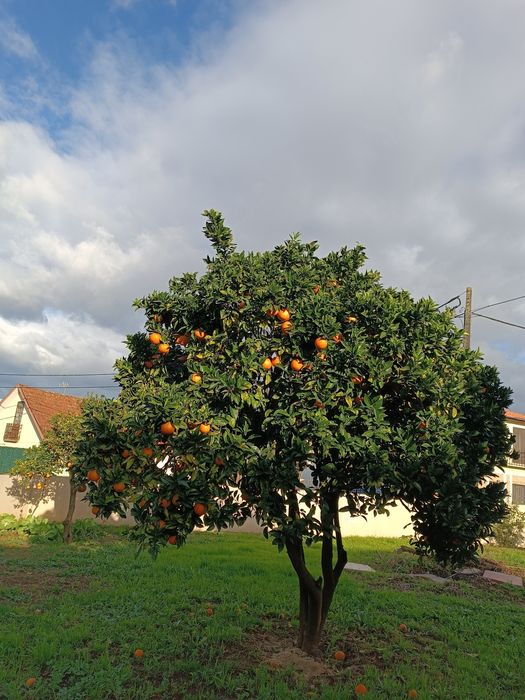 Vendo Laranja biológica