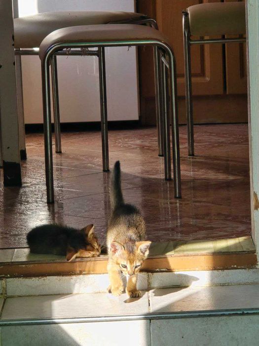 Продам кошенят Абіссинської породи