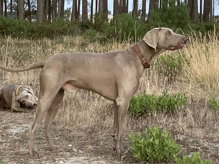 Weimaraner acasalamento