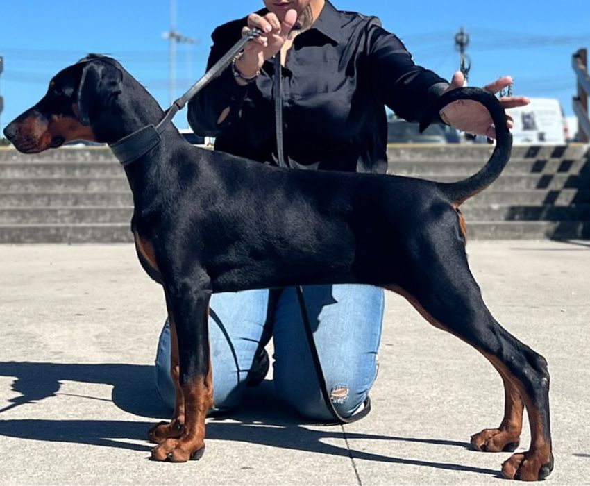 Dobermann femea com lop