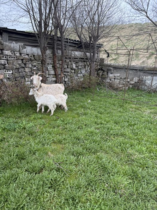 Koza z koźlakami młoda