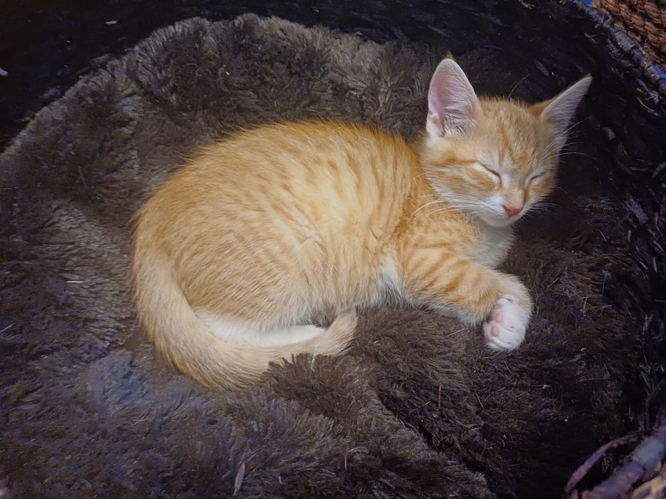 Maluchy do adopcji