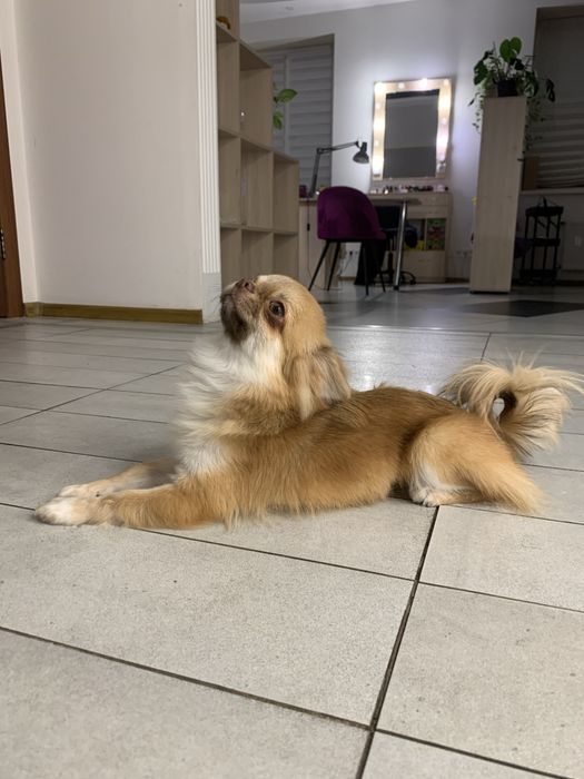 Чихуахуа довгошерстий КСУ запрошує на вязку