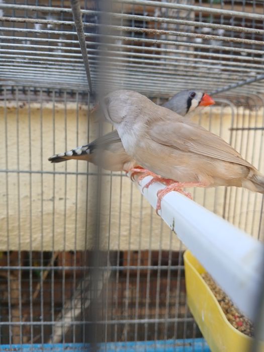 Mandarins A procura de um lar novo