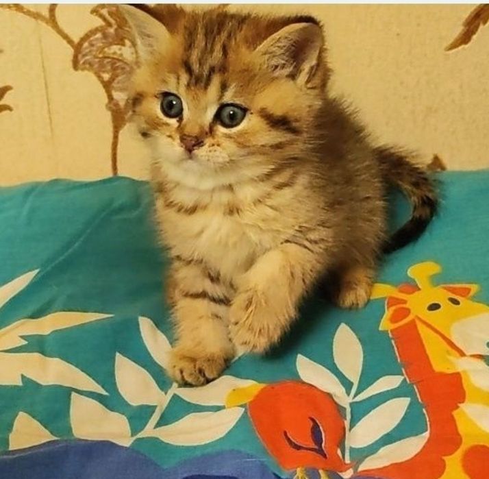 Пухнасте щастя! Шотландські кошенята срібна і золота шиншила, білий окрас. Ціни різні.