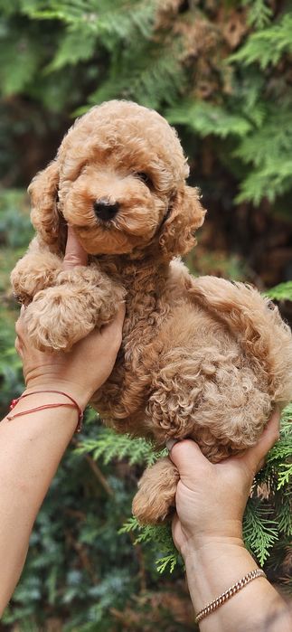 Мальчики мальтипу 2.5мес