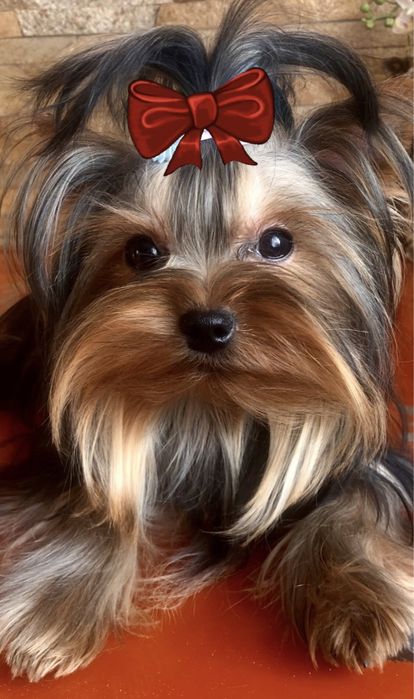 Міні йоркширський тер’єр.