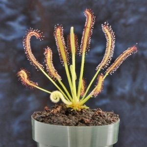 50 sementes de Drosera capensis - Planta Carnívora
