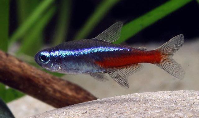 Hodowla neonki razbory danio mieczyk  gupiki molinezje kiryi krewetki