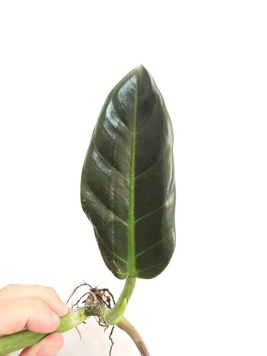 Philodendron Subhastatum Tamarindo