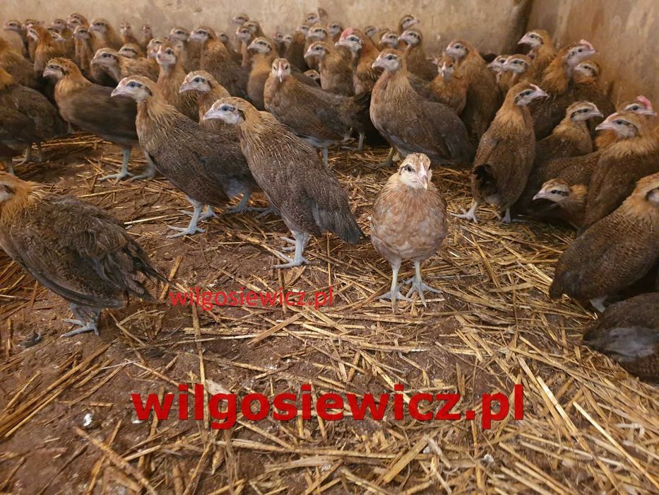 Kury nioski Zielononóżki odchowane zapisy dowóz