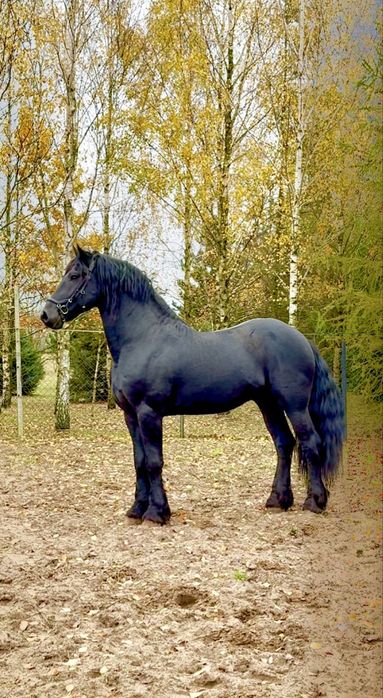 Ogier Fryzyjski - zaprzegany, przyjął siodło