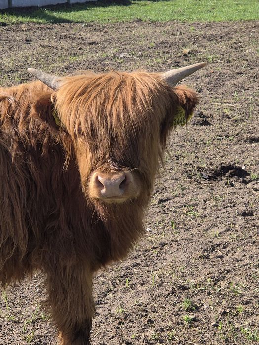 Byczek Highland szuka nowego stada
