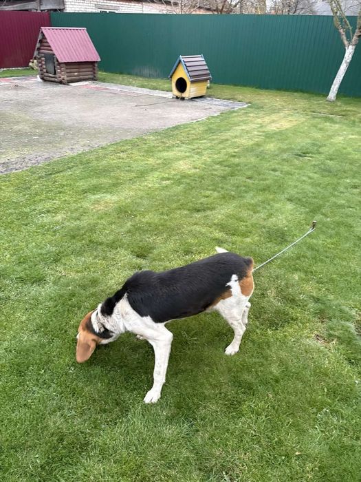 Собака Естонська Гонча