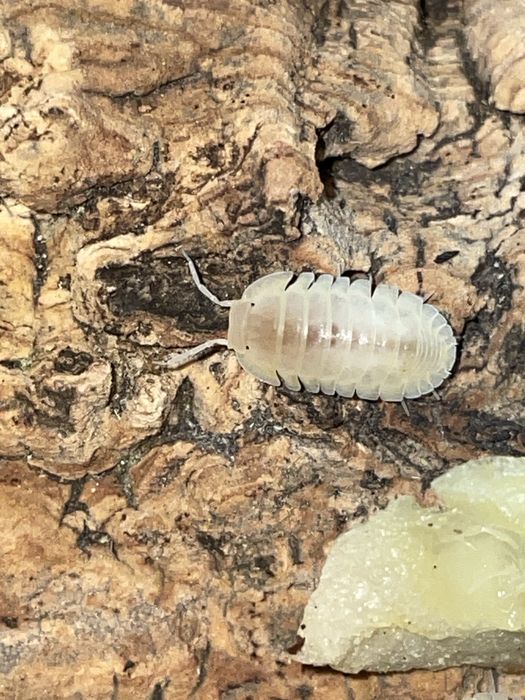 Isopody, prosionki, ekipa sprzątająca do terrarium