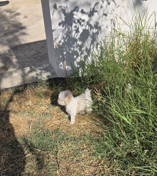 Caniche ou Poodle Toy