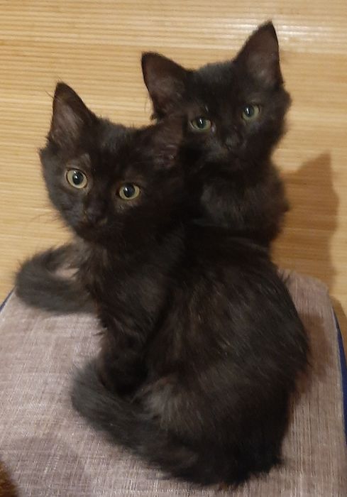 Тварини безкоштлвно