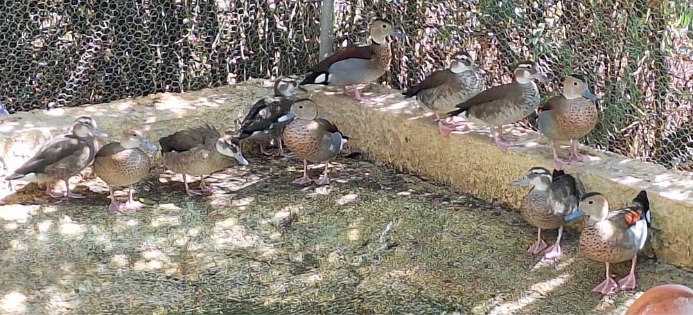 Faisões Lady e Dourados e Patos Ring Teal 2025