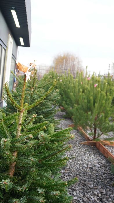 Продаж Ялиць Нордмана Данія жива від 1,5 метра до 2,20 метрів