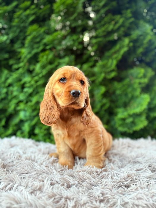 Cocker spaniel angielski Piesek