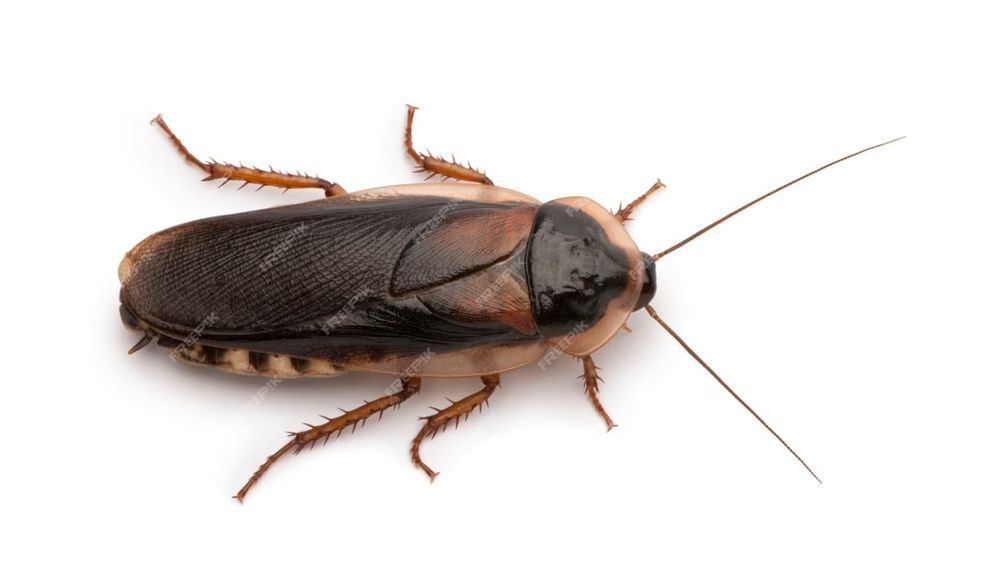 Аргентинский тарган, Blaptica dubia