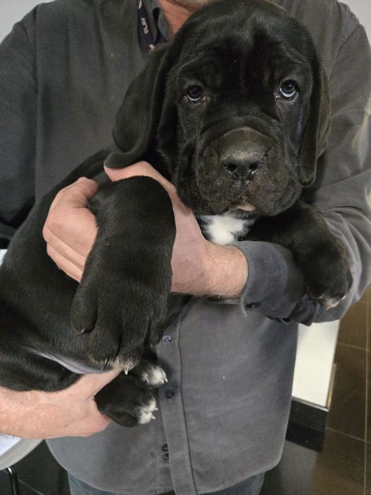 Cane corso czarne  szczenię ,domowa hodowla chip,rodowód