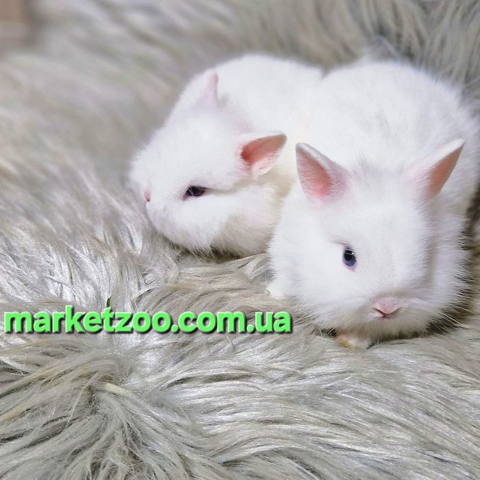 Міні кролики породи Lionhead білого окрасу! Карликовые кролики