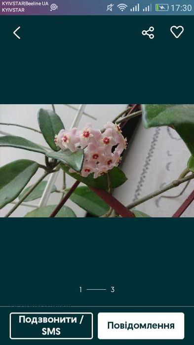 Хойя .           .