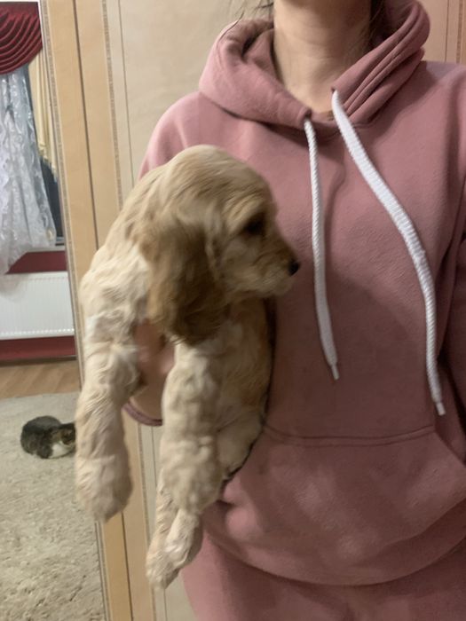 Продам цуценят Спаніельчиків