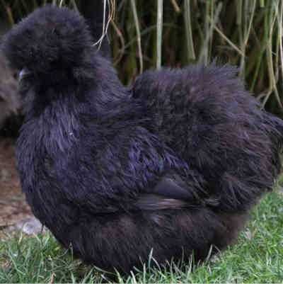 Ovos, pintos, e adultas sedosas do japão barbudas varias cores