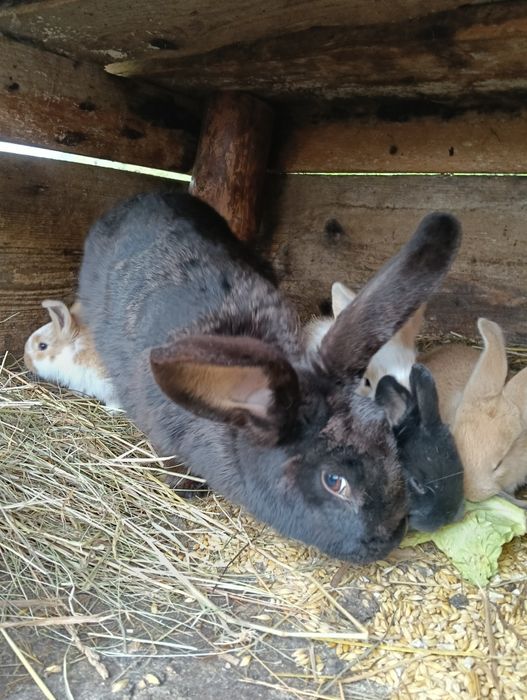 Sprzedam samice z młodymi