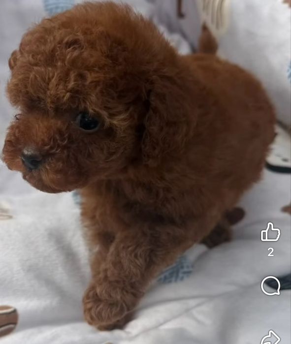 Suczka Cavapoo Efia
