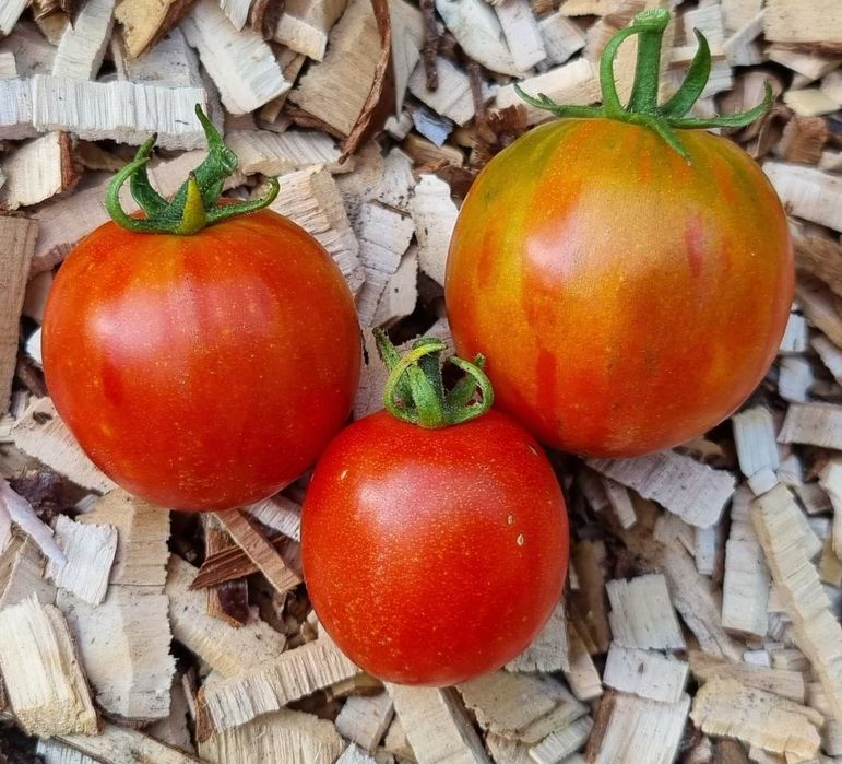 pomidor Tigerella nasiona kolekcjonerskie
