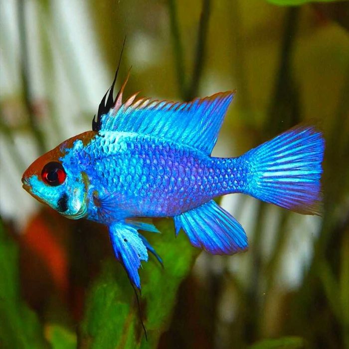 MISIEKZOO Pielęgniczki - Ramireza Blue / Niebieska