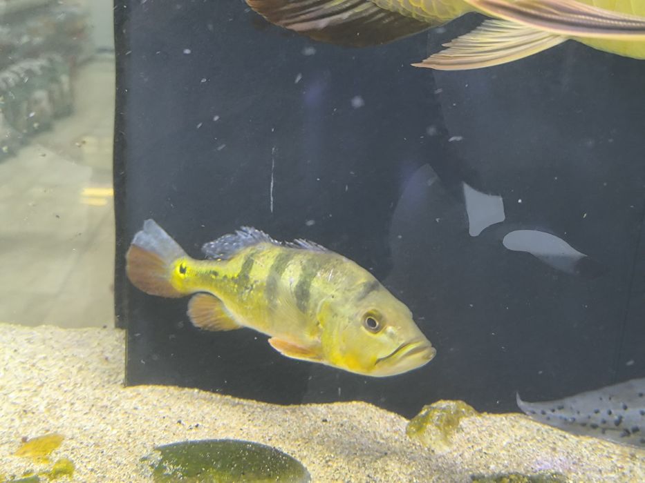 Tucunaré Amarelo 25/30cm